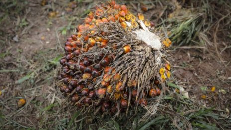 Палмовият биодизел се сблъсква с голям спред спрямо изкопаемите горива