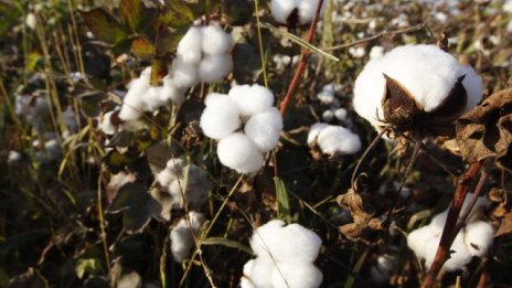 H&M е потребител номер едно на органичен памук?