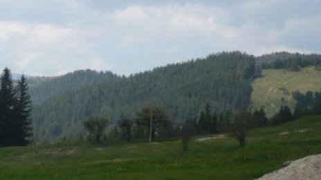 Обсъжда се премахване на тавана на субсидиите за залесяване