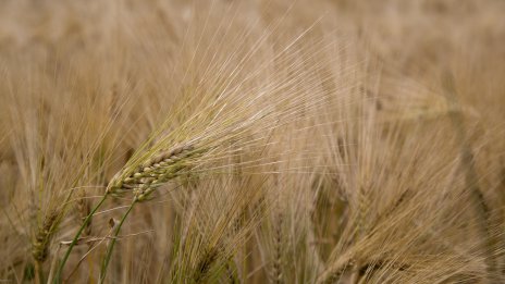 ЕК ще предложи мерки срещу „наводняване“ на пазара с украински внос