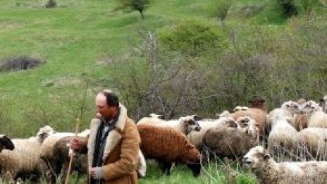 До месец започват проверки на животновъдите по нитратната директива 