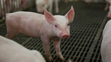 Китай отправя предупреждение към доставчиците на свинско месо
