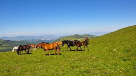 Започва проверка на породистите животни във фермите