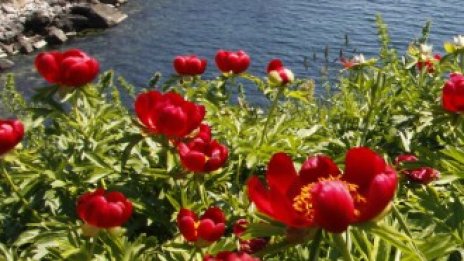 Еколози сезират комитет към ООН заради блокиран достъп до правосъдие