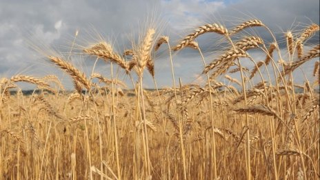 Основните зърнени култури отбелязват сезонно повишение на цените
