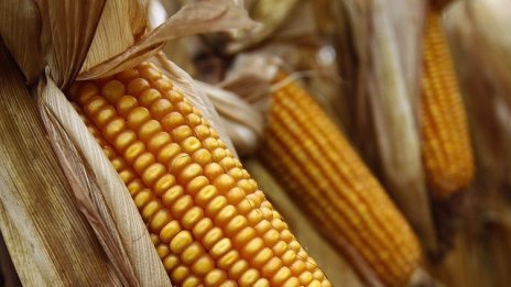 ДФЗ плати близо 128 млн. лева по Схемата за единно плащане на площ