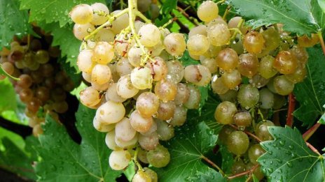 Ще се промени ли субсидирането на лозарите?