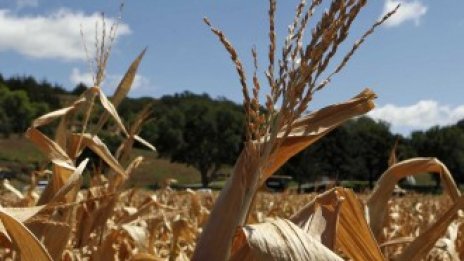 Кои страни ще бъдат засегнати от глобалния недостиг на храни