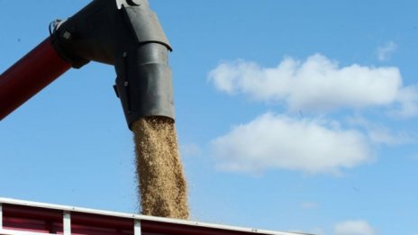 Очаква се добивът на пшеница тази година да достигне 5,7-5,8 млн. тона