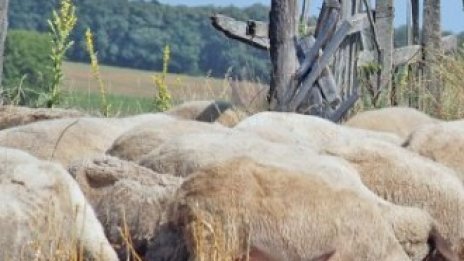 България възстановява износа на агнета за Турция