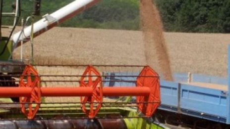 Няма изгледи цената на зърното да се понижи