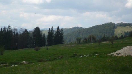 ЕК официално започна наказателна процедура срещу България за горските замени