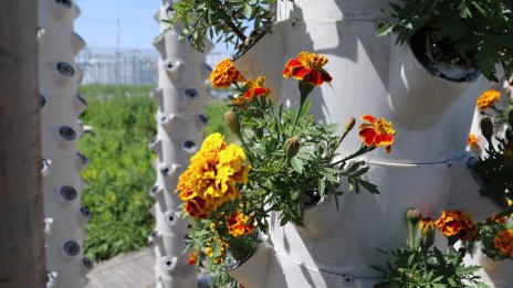 Могат ли градовете да се изхранват сами?