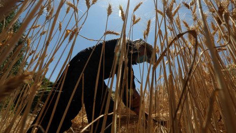 Ирак ще засади 5 млн. дървета, за да ограничи влиянието на климатичните промени