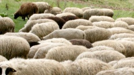 ЕК одобри по-нисък бюджет за гаранционния фонд в земеделието