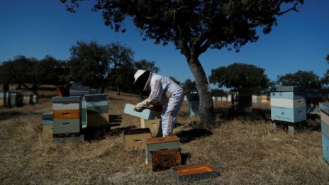 Средствата по de minimis ще бъдат изплатени на пчеларите до края на февруари