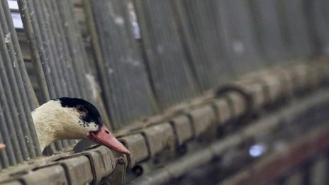 Биоразнообразието в Европа продължава да се влошава