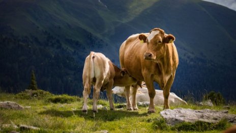 ЕК одобрява схема за помощ на животновъди и картофопроизводители за 56,6 млн. лв.