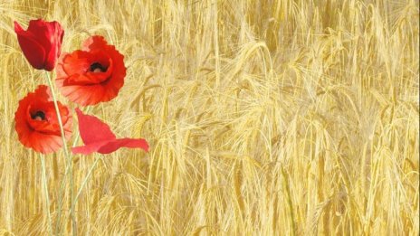 До 15 февруари се регистрират правните основания за ползване на ниви