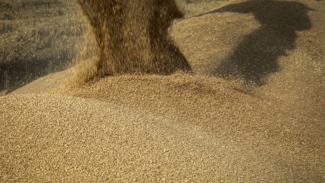 Цените на основните зърнени стоки не отбелязват съществени промени на пазарите