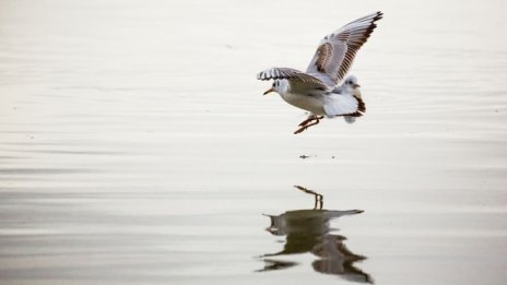 Видинска област участва в проект за устойчива  мобилност по поречието на Дунав