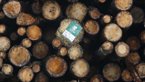 Топлите зими са заплаха за богатата дърводобивна скандинавска индустрия