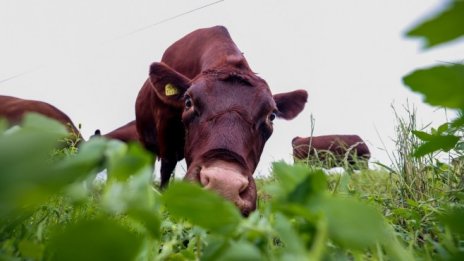 ЕС трябва да свие животновъдството, за да изпълни целите си за метановите емисии