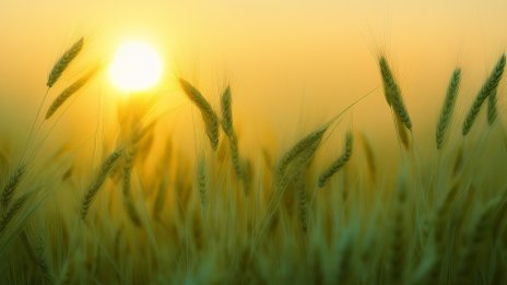 На запад зърното поевтинява, на изток поскъпва