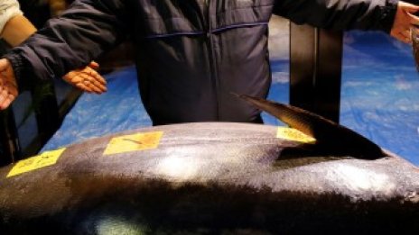 Суши магнат плати рекордните 3,1 млн. долара за риба тон