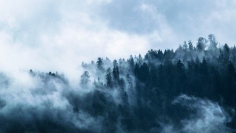 Незаконен дърводобив в последните диви гори на Европа - Част 2