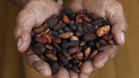 Какаото може да поскъпне с нови 14% до края на 2014 г.