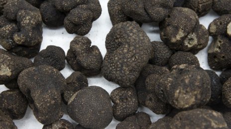 Трюфелите - новата надежда на южноафриканските предприемачи