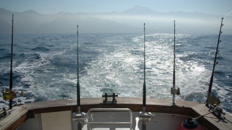 По-чистата морска вода помогна за рекордния улов на риба тази година