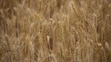 Русия предлага алтернативи на зърнената сделка