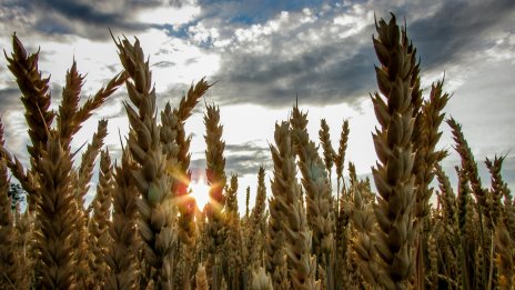 Пазарите на зърно и петрол преживяха седмица на спад на цените