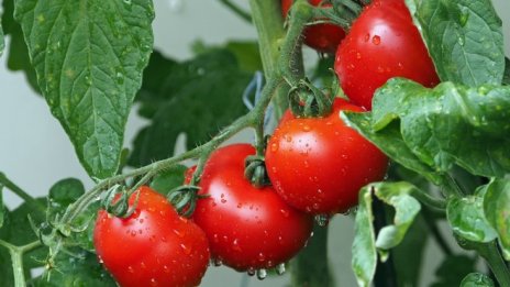 Градинарите ще подават онлайн заявления за регистрация на организации