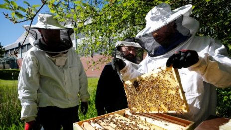 Чрез нова е-платформа пчеларите ще се уведомяват за пръскане с препарати