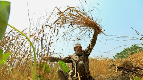Основните зърнени култури бележат леко поскъпване на световните борси