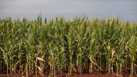 Цената на зърното се колебае на световните пазари