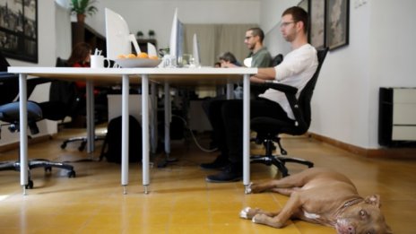 Най-високите заплати в България са в IT сектора, а най-ниските в туризма