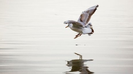 Пристанищен терминал Видин-юг ще бъде даден на концесия за 35 години