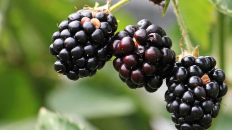 Земеделците ще регистрират еднодневните договори онлайн