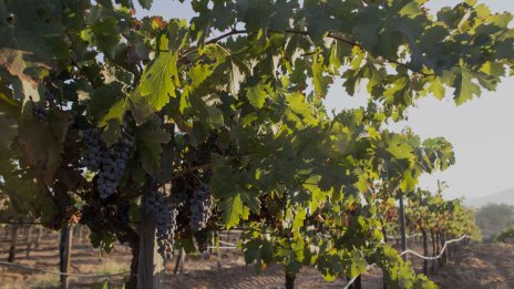 Т. Джиков: Ще има засилени проверки по време на гроздобера