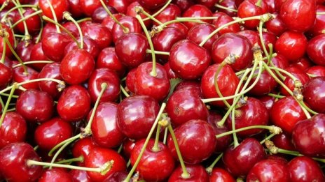 Ниските доходи спъват развитието на биоземеделието в България