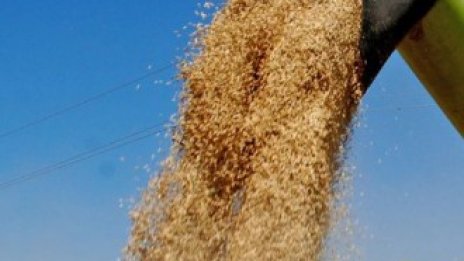 Данъчните се активизират в ДДС проверките на зърнения сектор