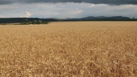 Целеви кредит за торове и семена за пшеница отпусна Фонд "Земеделие"