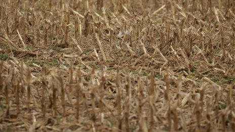 Индия може да спре износа на зърно