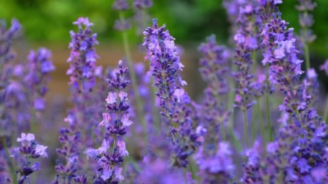 Дестилерия за лавандулово масло ще бъде изградена в Добричка община