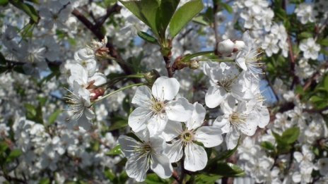 Директните плащания остават основен елемент в Общата селскостопанска политика