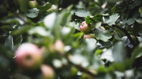 Фонд "Земеделие" изплаща близо 65 млн. лв. за обвързано подпомагане